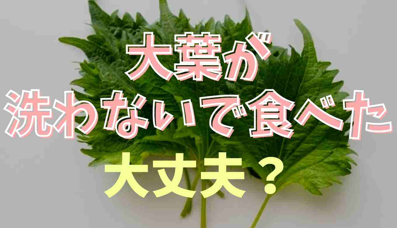 大葉を洗わずに食べたらどうなる？洗い方とポイントも紹介 | るーののブログ